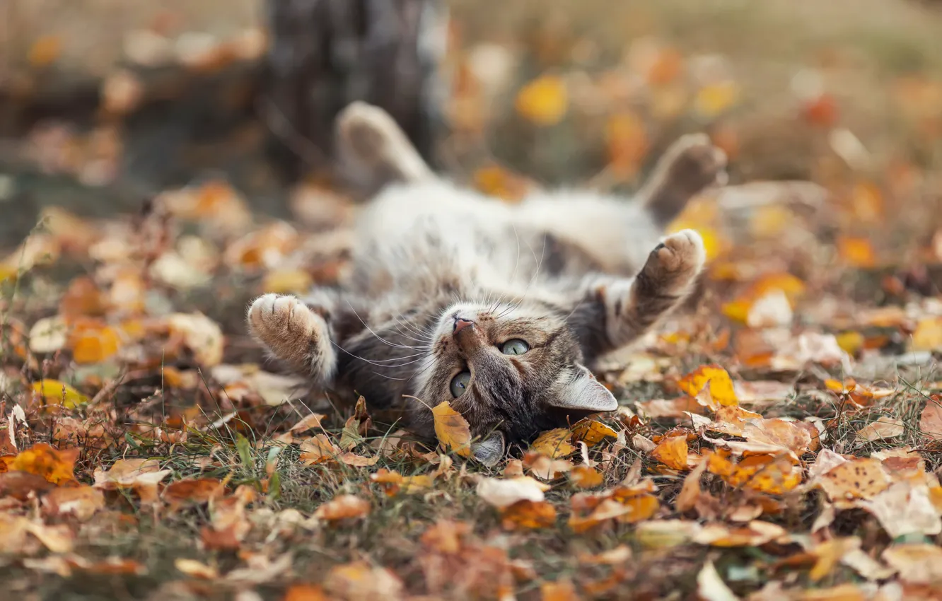 Фото обои осень, кот, листья, Наталья, cat, autumn, leaves