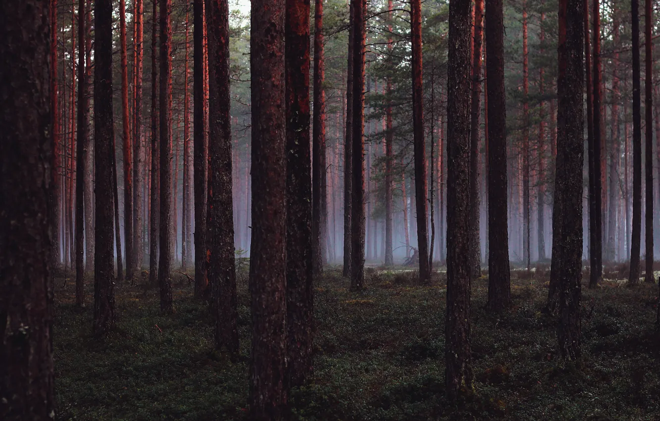 Фото обои лес, деревья, wood