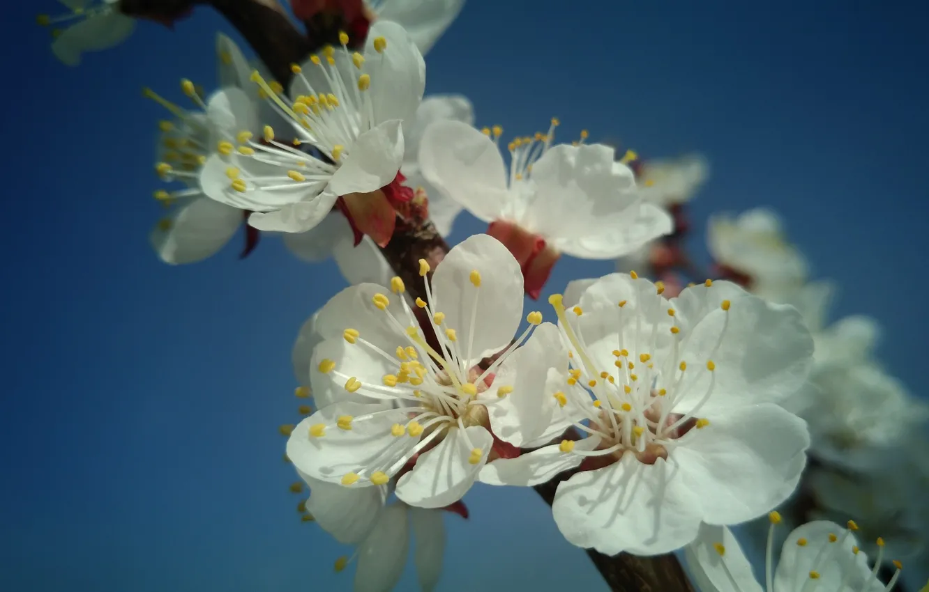 Фото обои цветы, абрикос, весна 2018, Mamala ©
