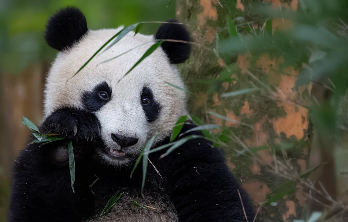 Фото обои бамбук, панда, обед, перекус
