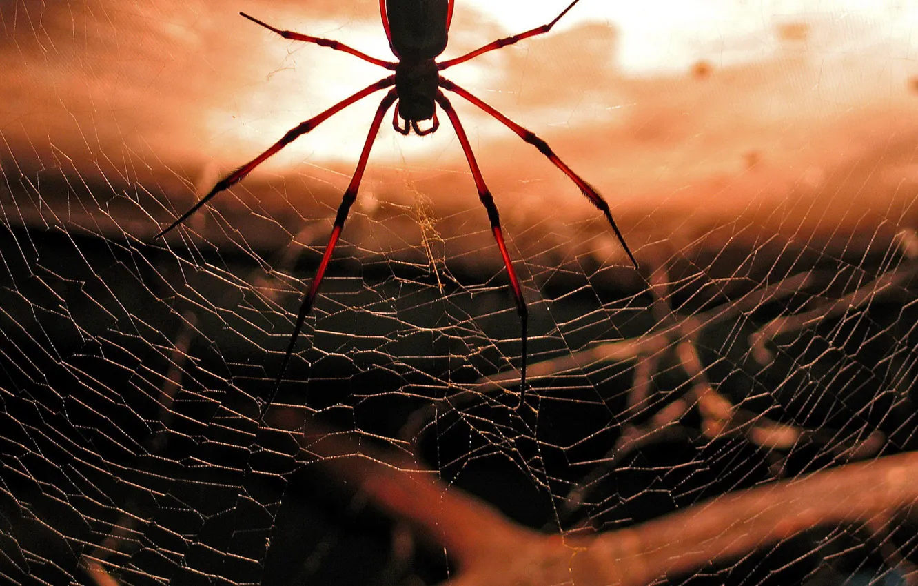 Фото обои красный, паутина, паук