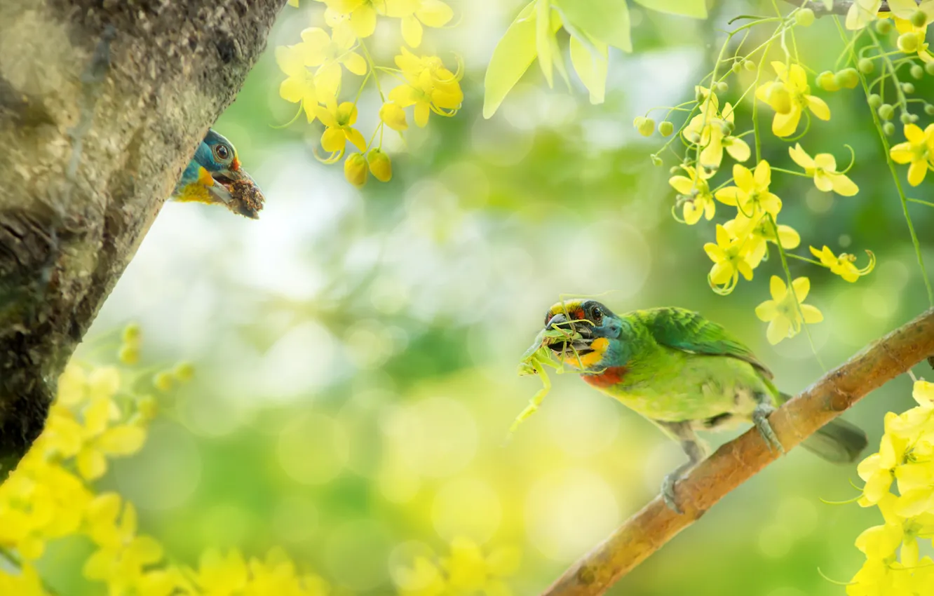 Фото обои птицы, ветка, цветки, боке, Чернобурый бородастик, Кассия трубчатая, Азиатские дятлы