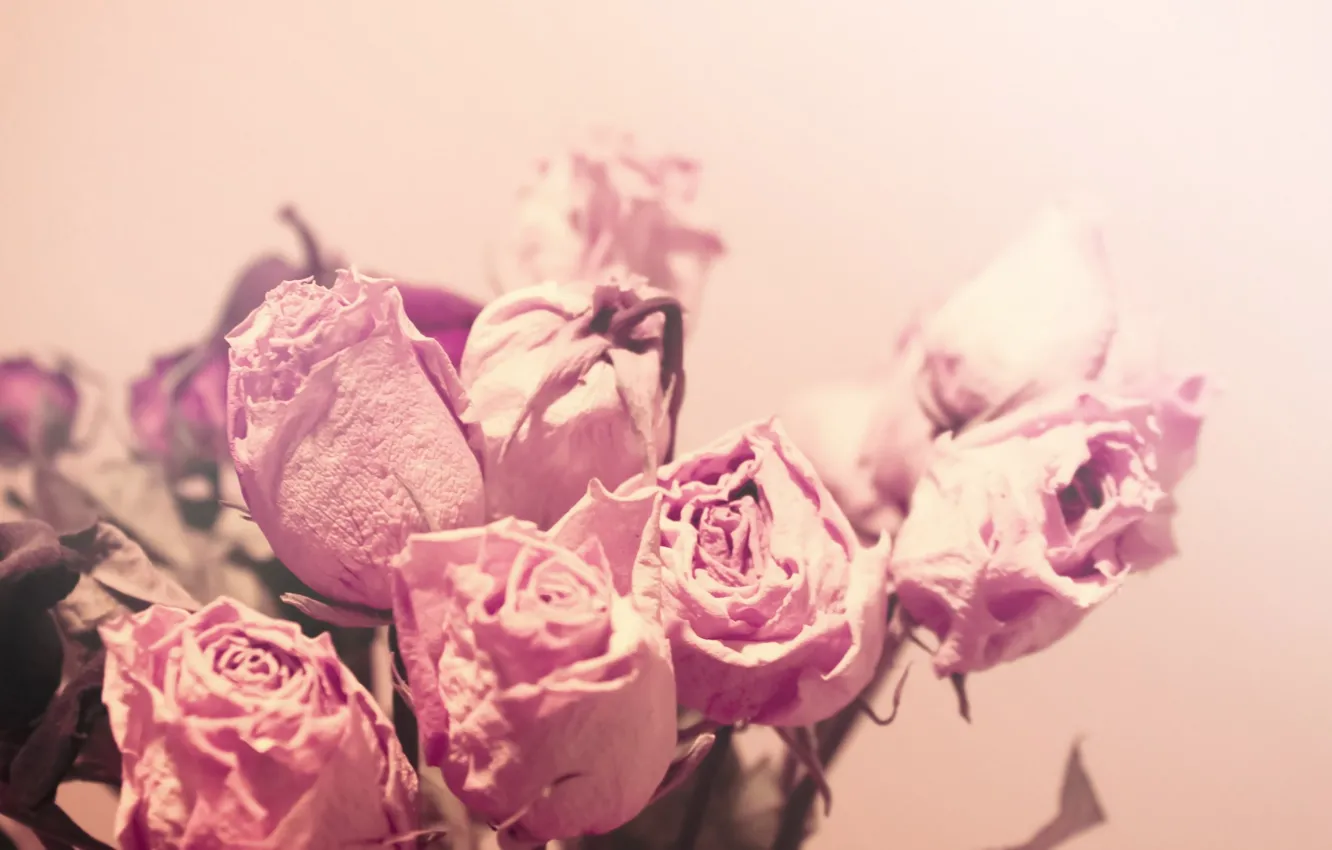Фото обои макро, свет, цветы, нежность, цвет, розы, розовые, засушенные