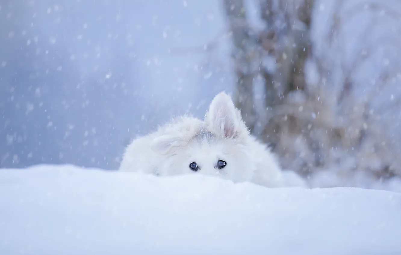 Фото обои зима, белый, взгляд, снег, деревья, собака, щенок, мордашка
