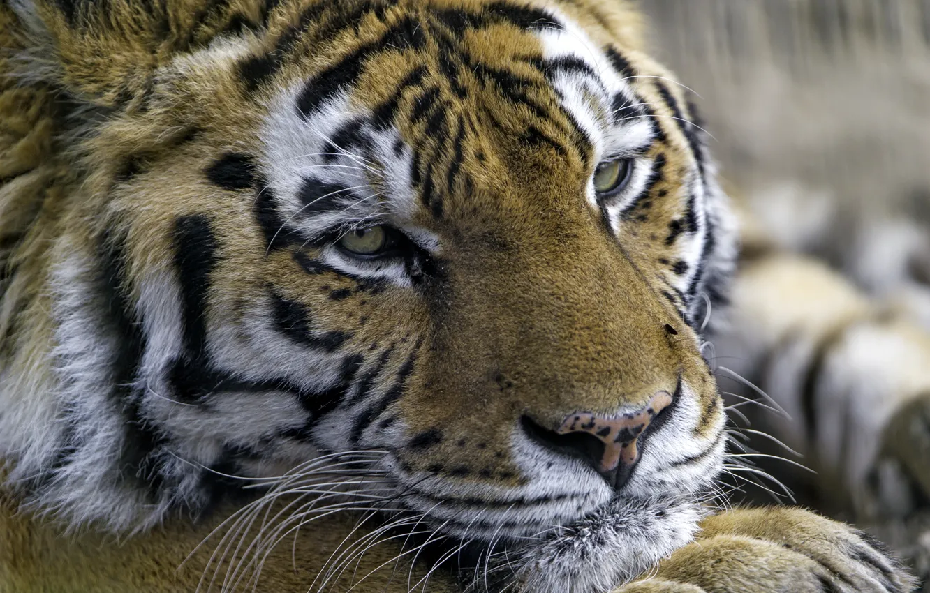 Фото обои тигр, портрет, хищник