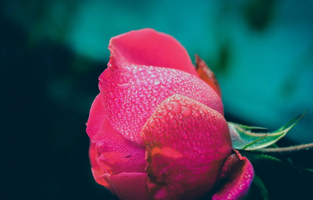 Фото обои цветок, капли, роса, роза, бутон