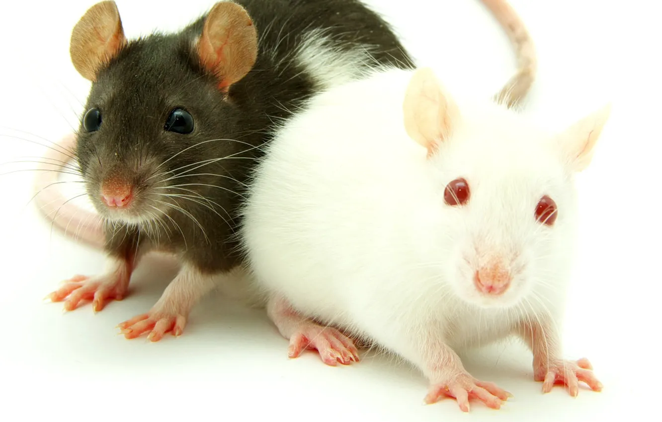 Фото обои animals, mice, animal themes, two white-and-black guinea pig