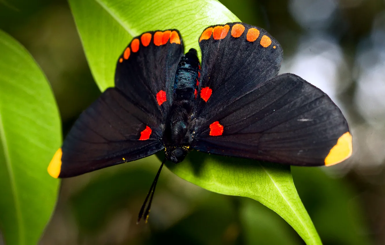 Фото обои бабочка, листва, большая, чёрная