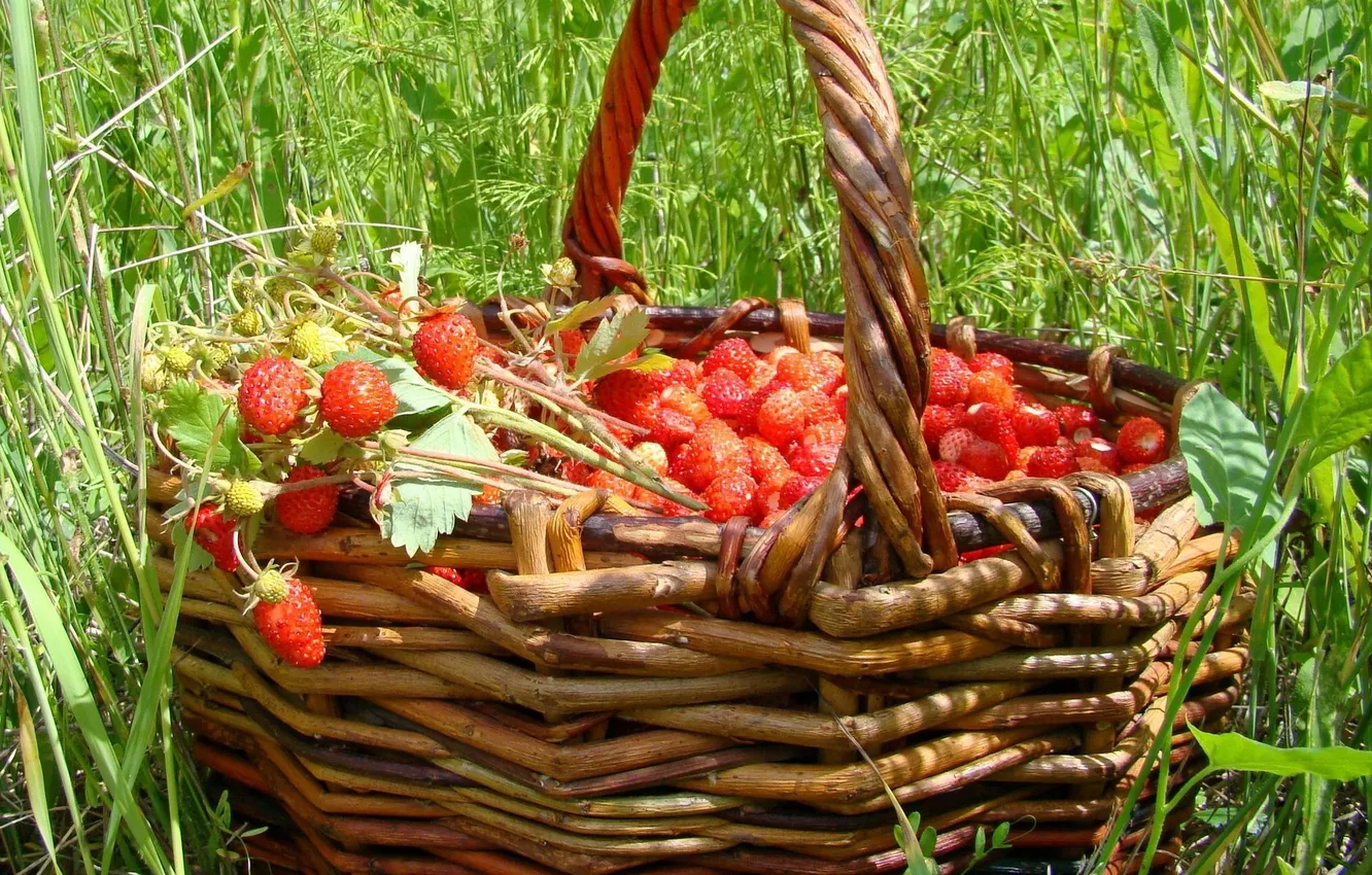Фото обои лето, трава, ягоды, корзина, земляника