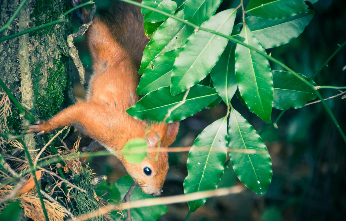 Фото обои листья, природа, белка, рыжая