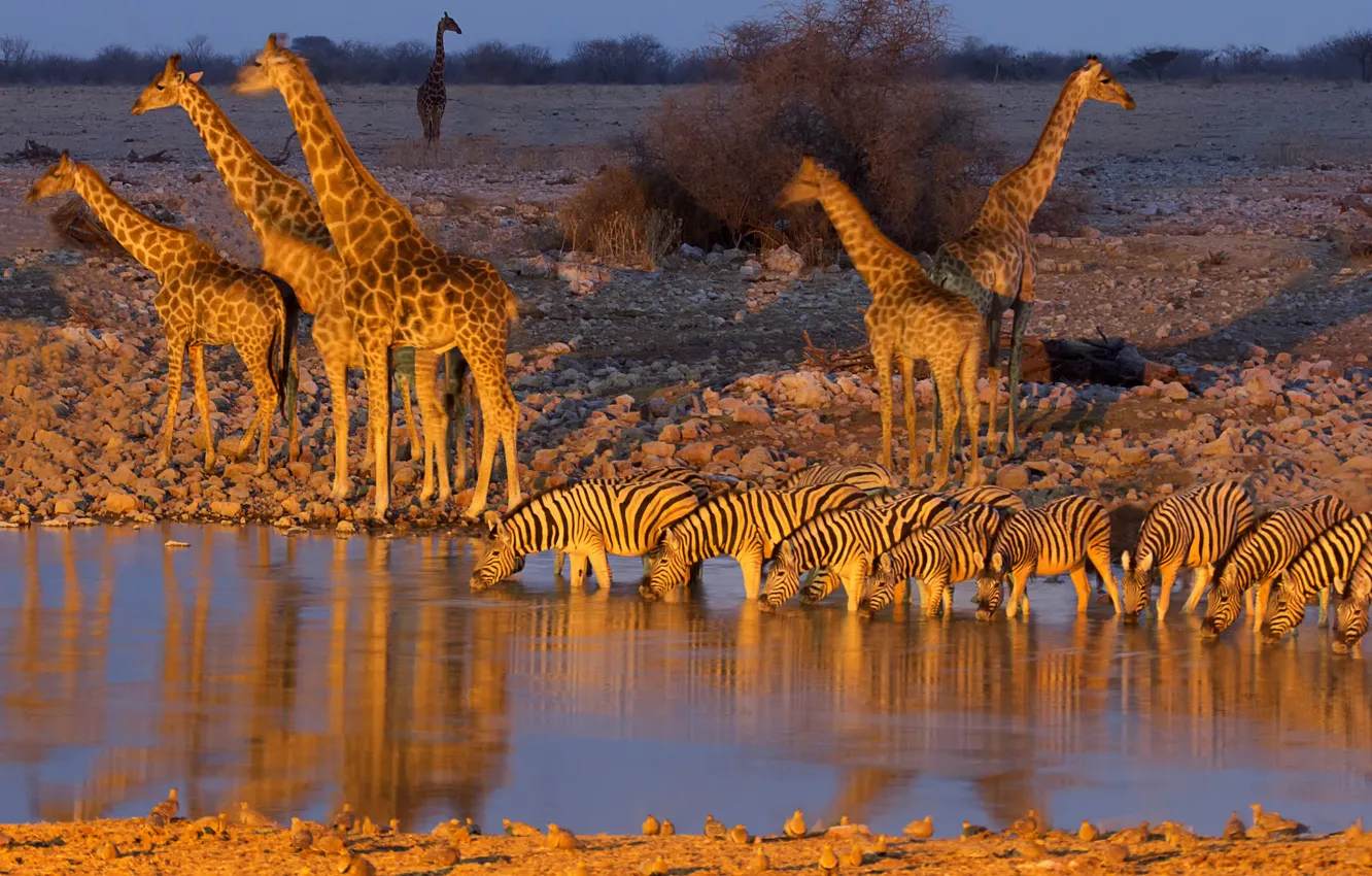 Фото обои жираф, зебра, Африка, водопой, Намибия, Etosha National Park