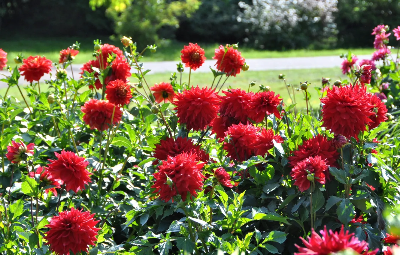 Фото обои лето, клумба, георгины