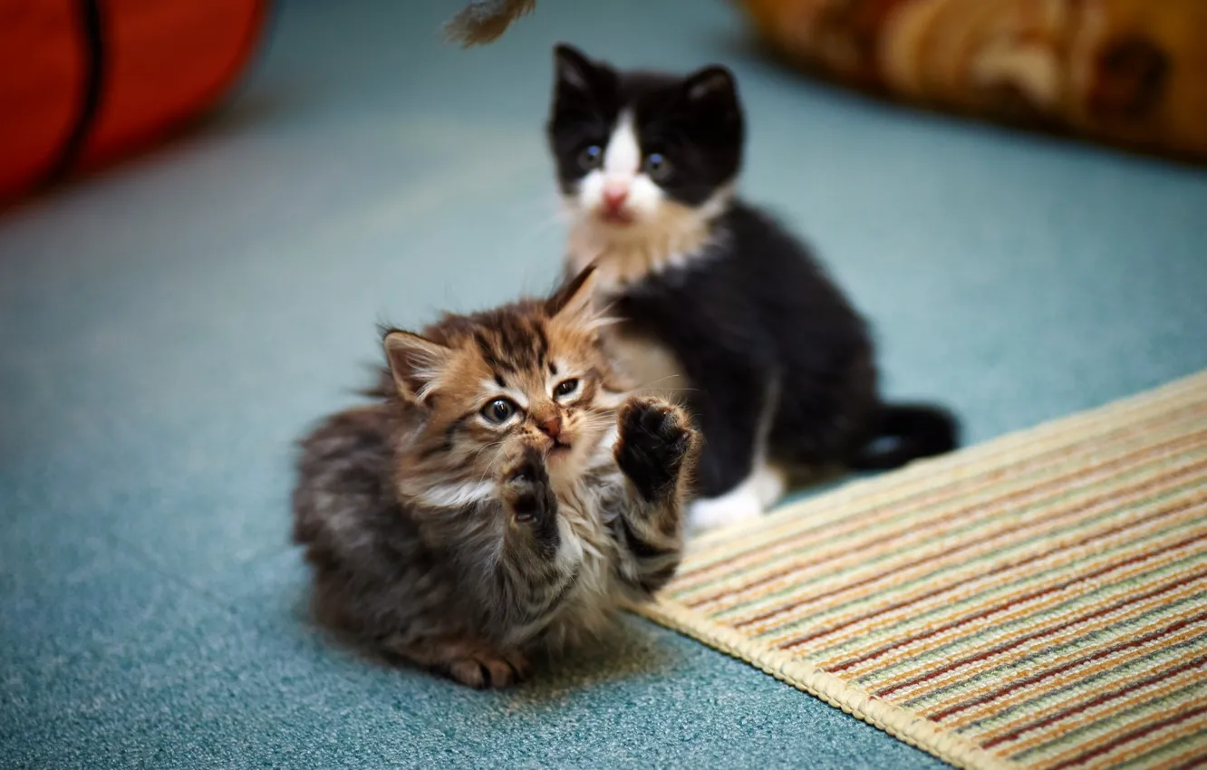 Фото обои кошка, игра, лапы, котёнок