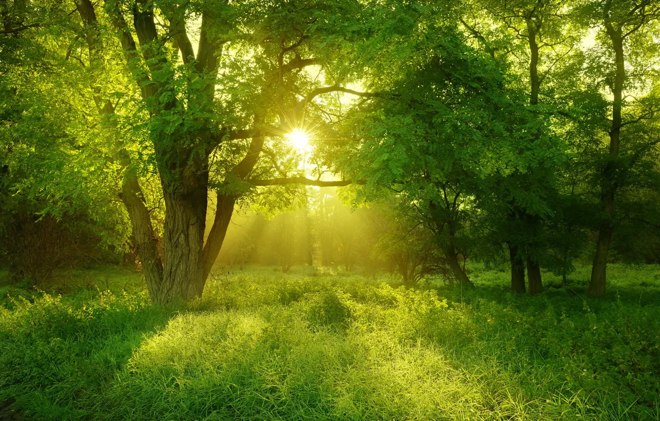 Фото обои лес, лето, солнце, свет, деревья