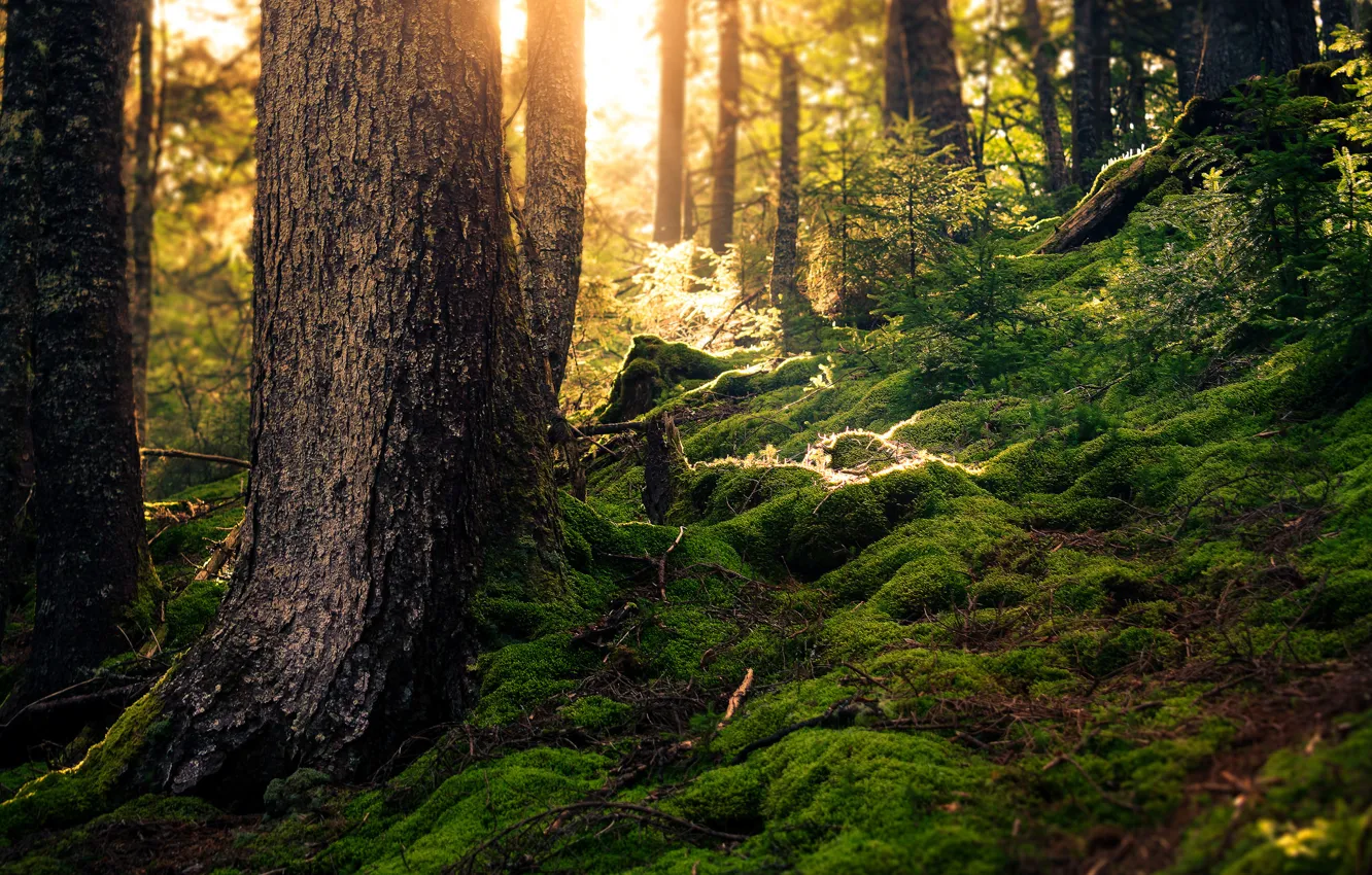 Фото обои лес, лето, мох, солнечный свет