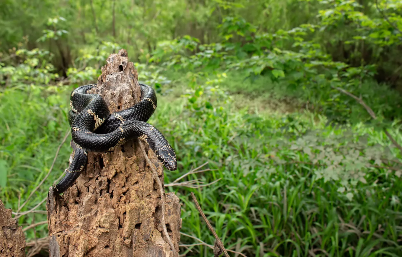 Фото обои лес, пень, змея, чёрная змея
