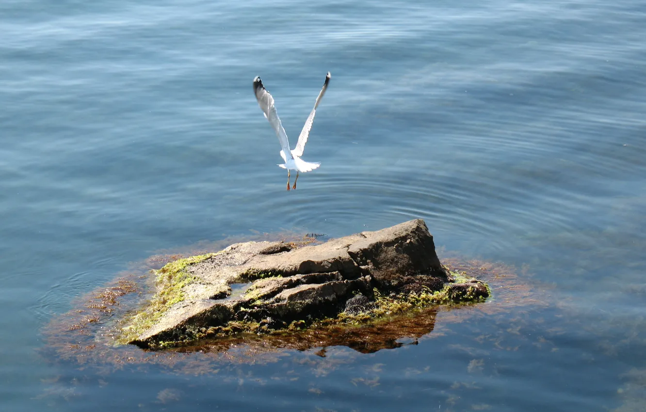 Фото обои полет, камень, Море, чайка