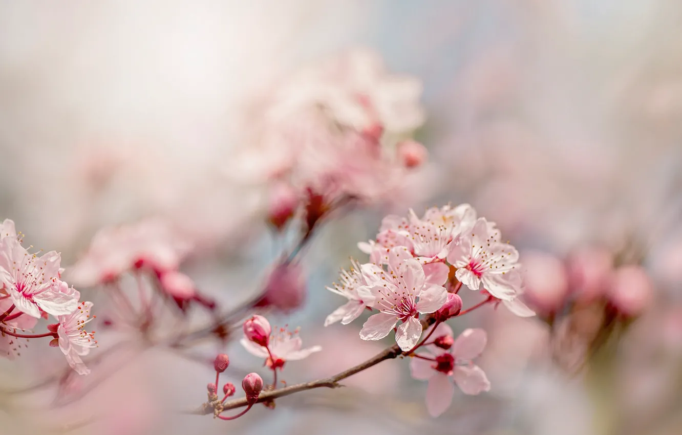 Фото обои цветы, ветки, вишня, размытие, весна, розовые, цветение, нежно