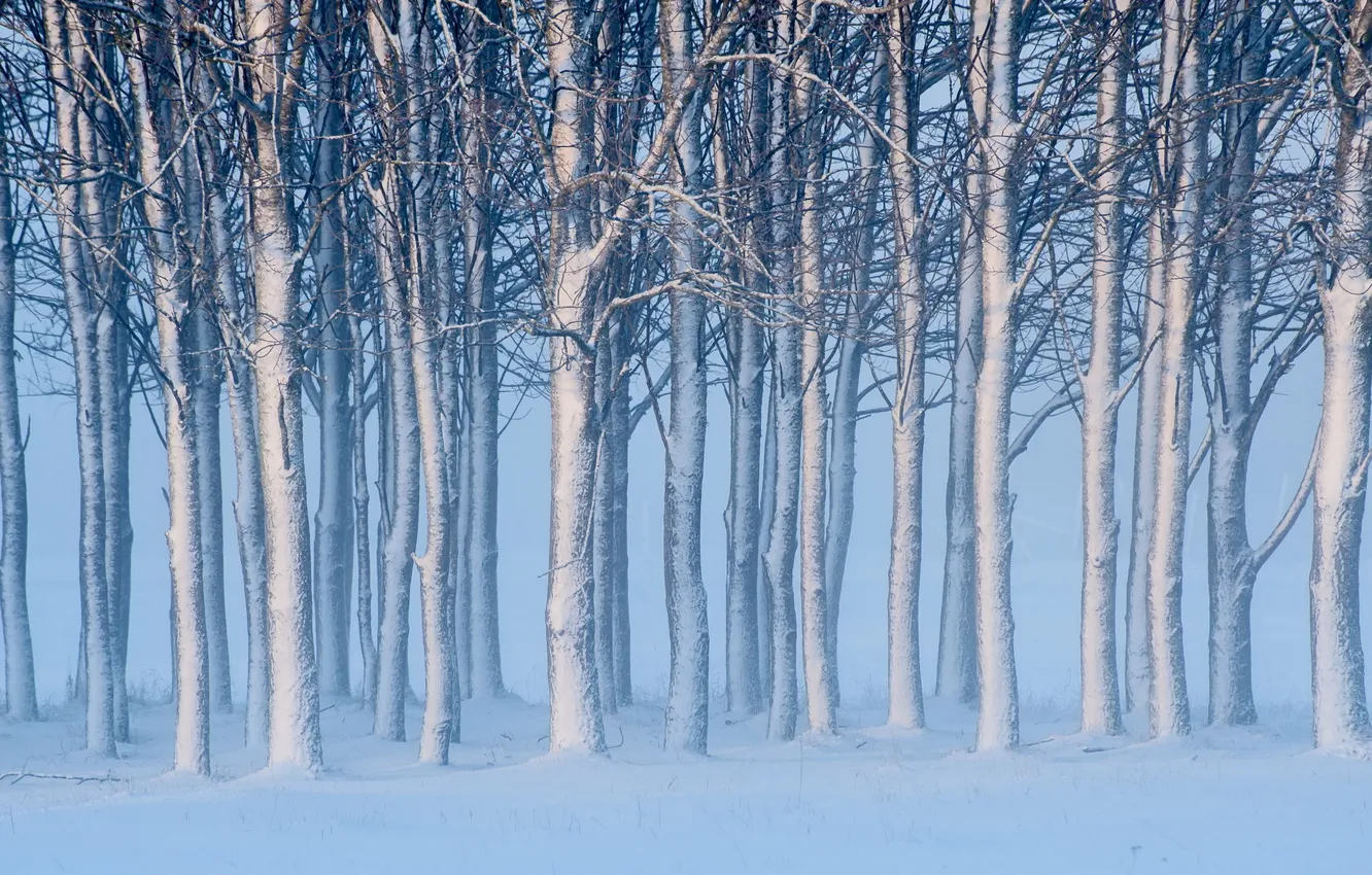 Фото обои снег, деревья, пейзаж