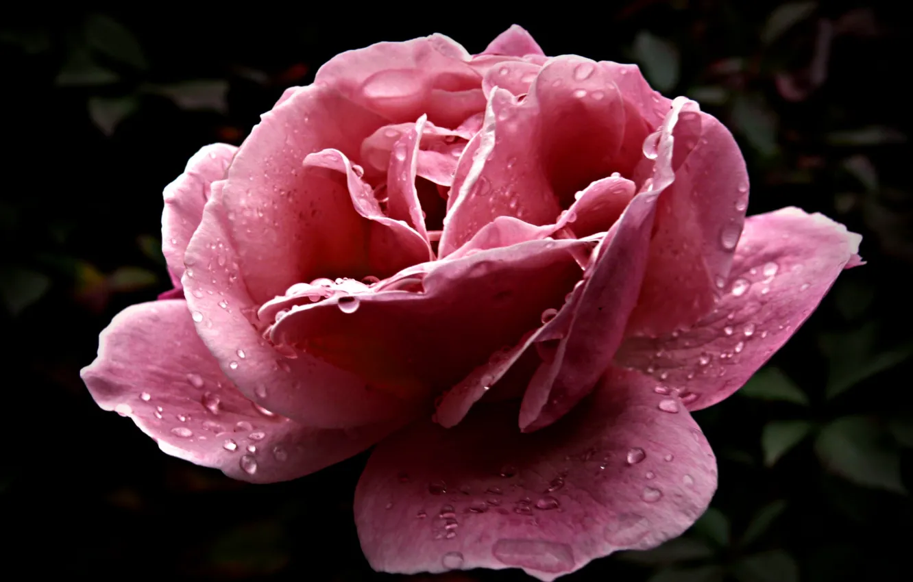 Фото обои капли, роса, розовый, Цветок, лепестки