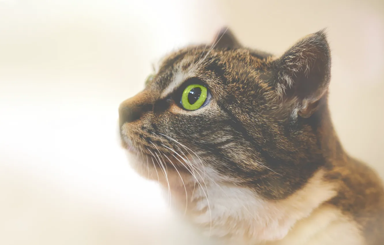 Фото обои cat, macro, eye