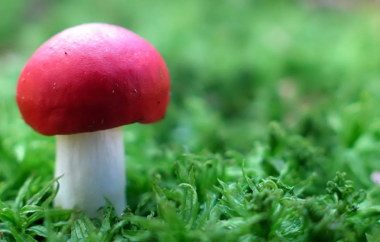Фото обои трава, гриб, Красный