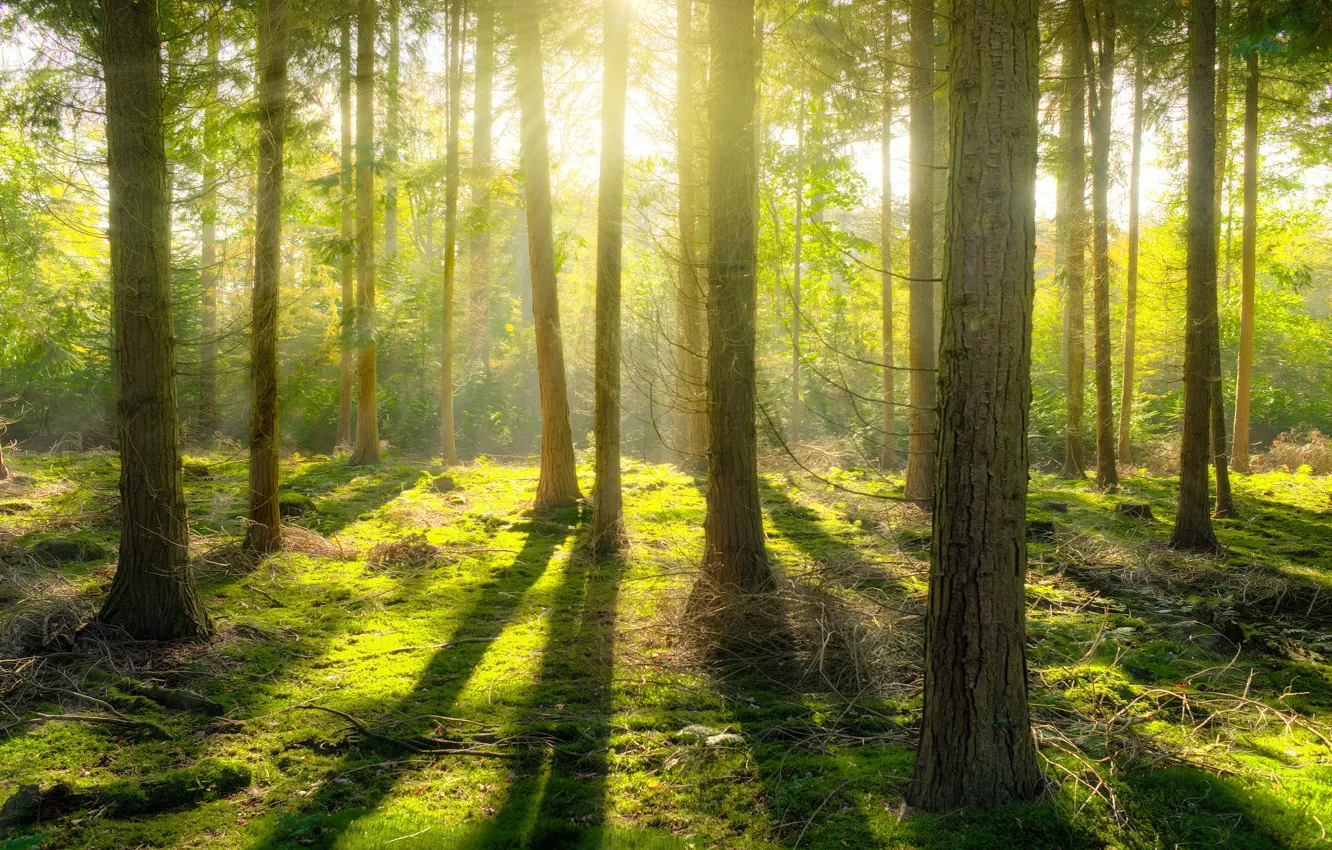Фото обои лес, солнце, свет, ветки, сосны