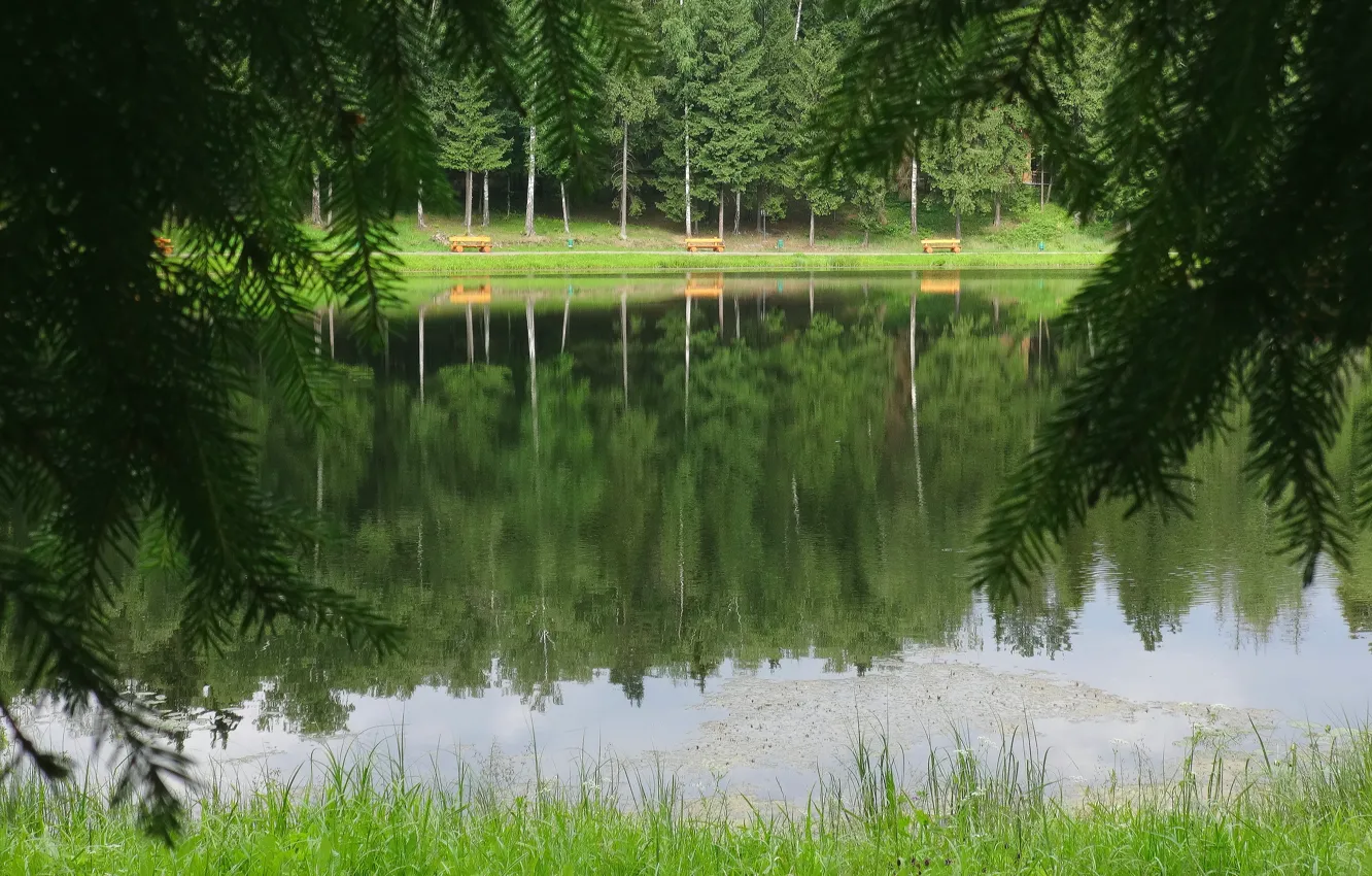 Фото обои деревья, пейзаж, озеро, пруд, widescreen, обои, ель, wallpaper