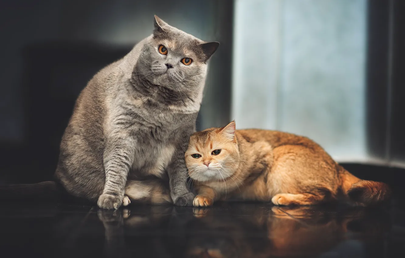 Фото обои на полу, серый кот, рыжая кошка