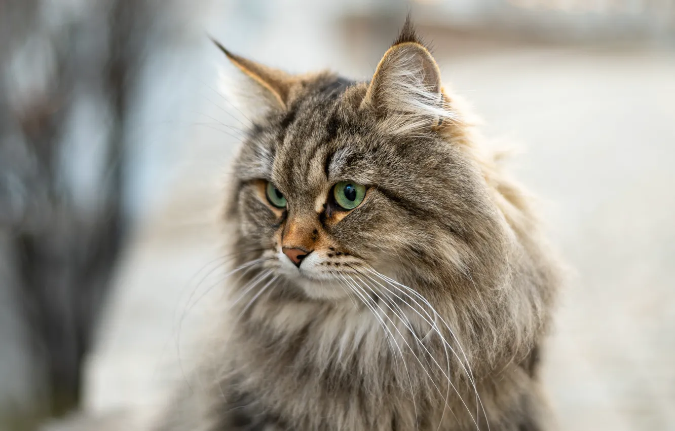 Фото обои кошка, кот, взгляд, портрет, мордочка, боке, пушистая, Сибирская кошка