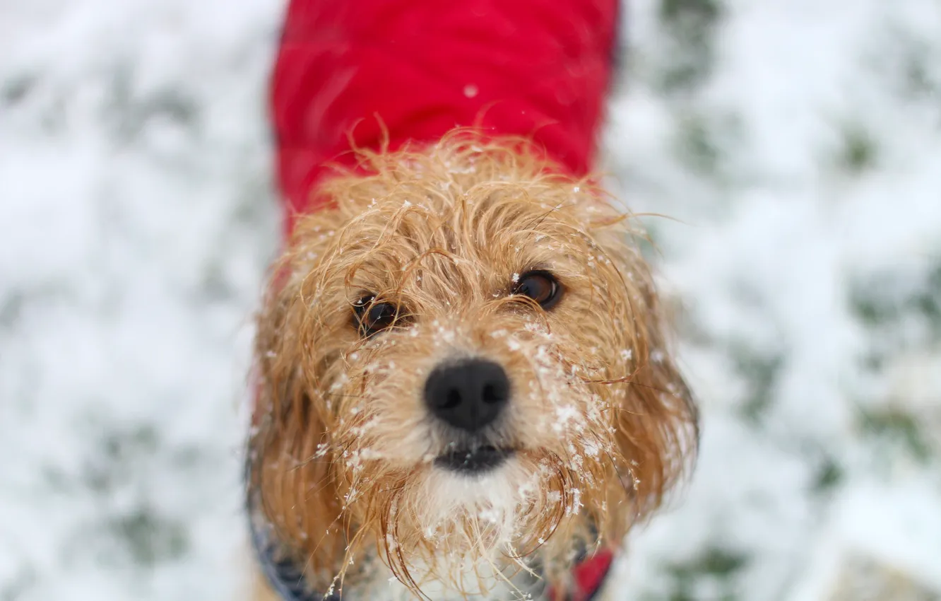 Фото обои зима, взгляд, снег, друг, собака, шерсть
