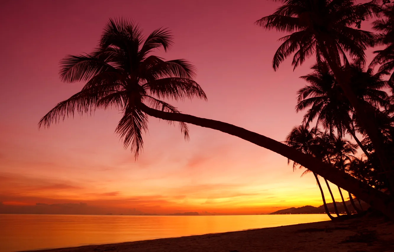 Фото обои море, пляж, небо, пейзаж, закат, природа, пальмы, океан
