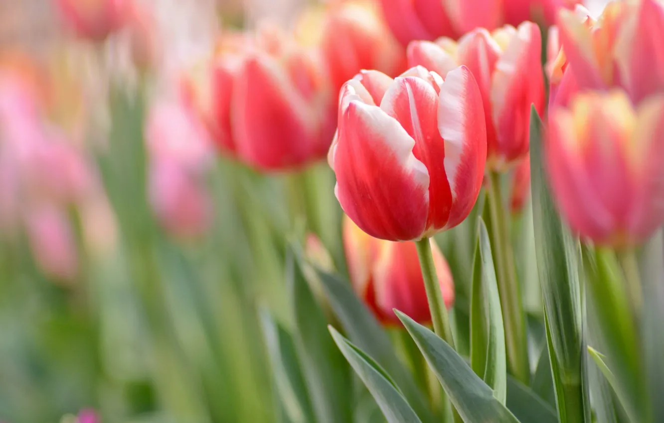 Фото обои макро, весна, тюльпаны