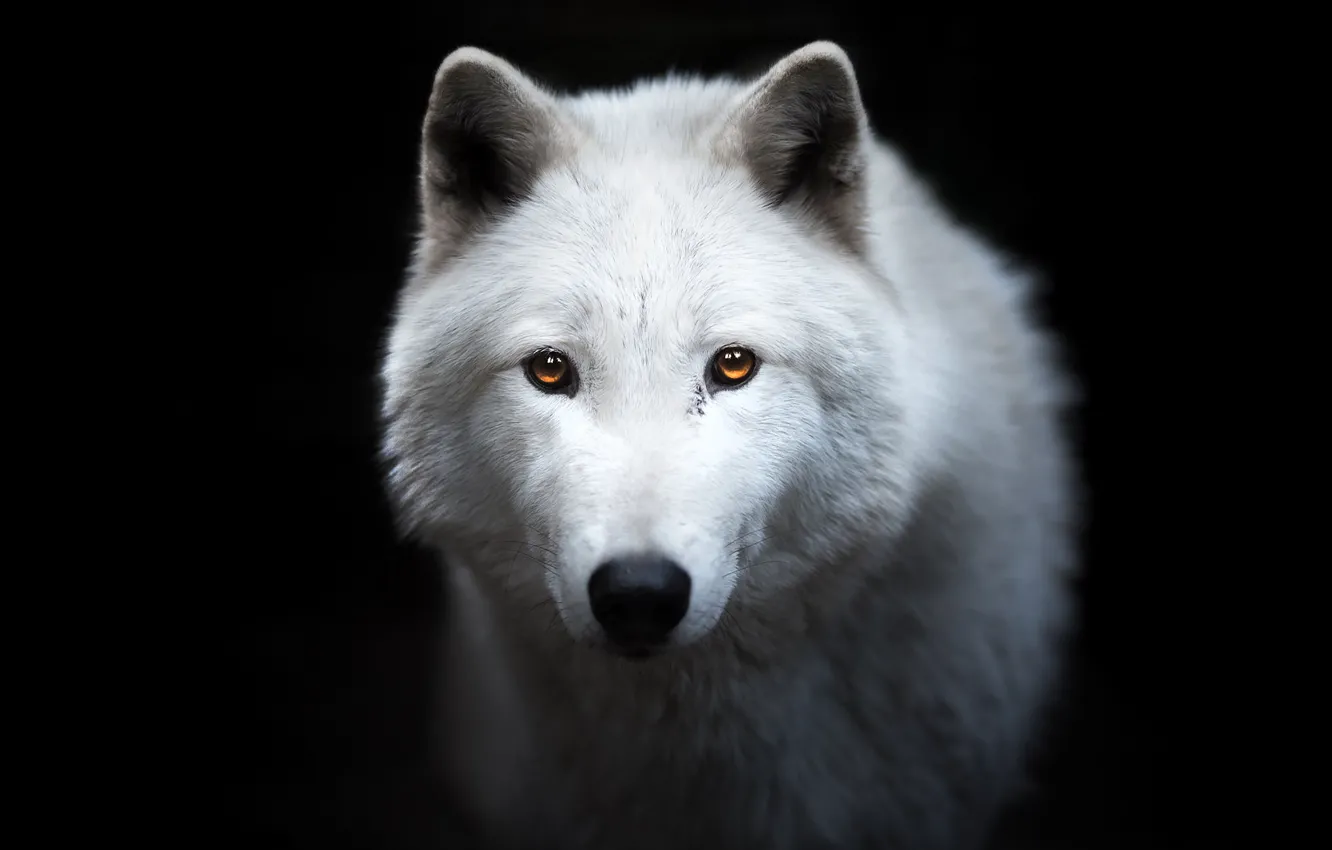 Фото обои белый, взгляд, морда, волк, портрет, чёрный фон