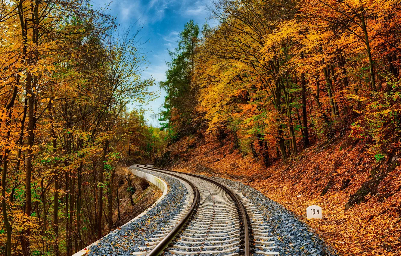 Фото обои осень, лес, железная дорога