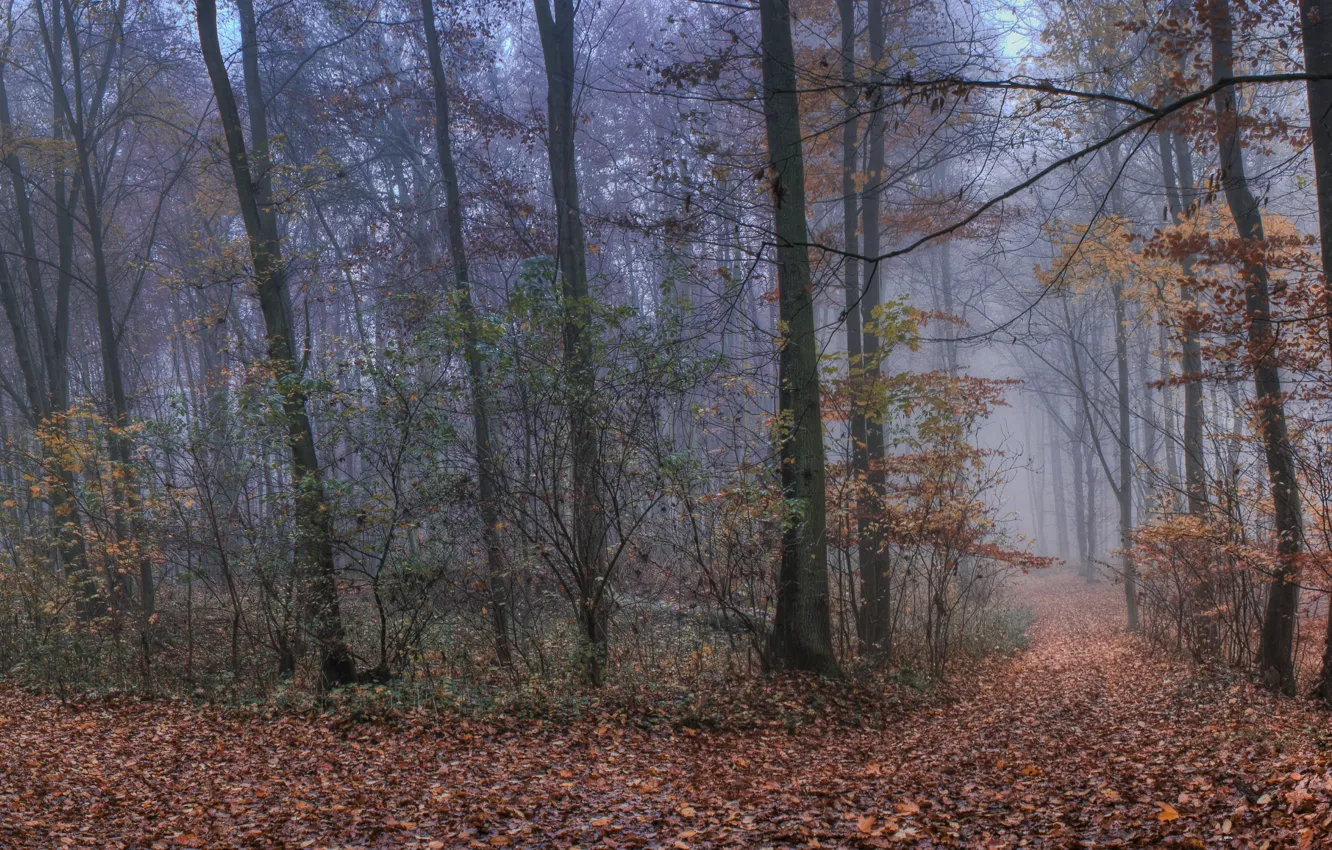 Фото обои осень, лес, туман, листва, forest, тропинка, Autumn, leaves