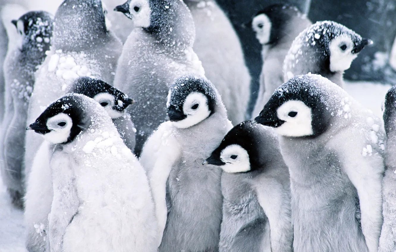 Фото обои снег, пингвины, Baby, Penguins