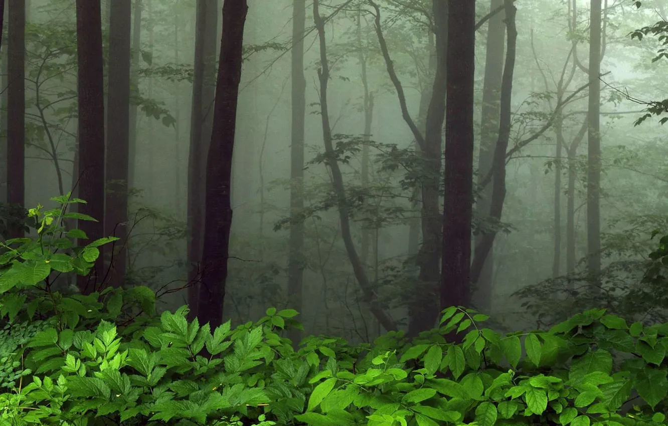 Фото обои зелень, деревья, туман, листва, Лес