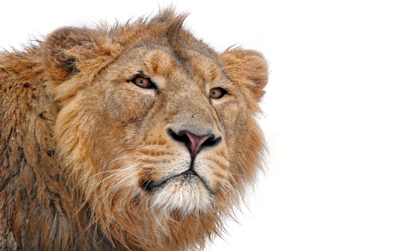 Фото обои усы, морда, хищник, лев, грива, смотрит, на белом фоне, lion