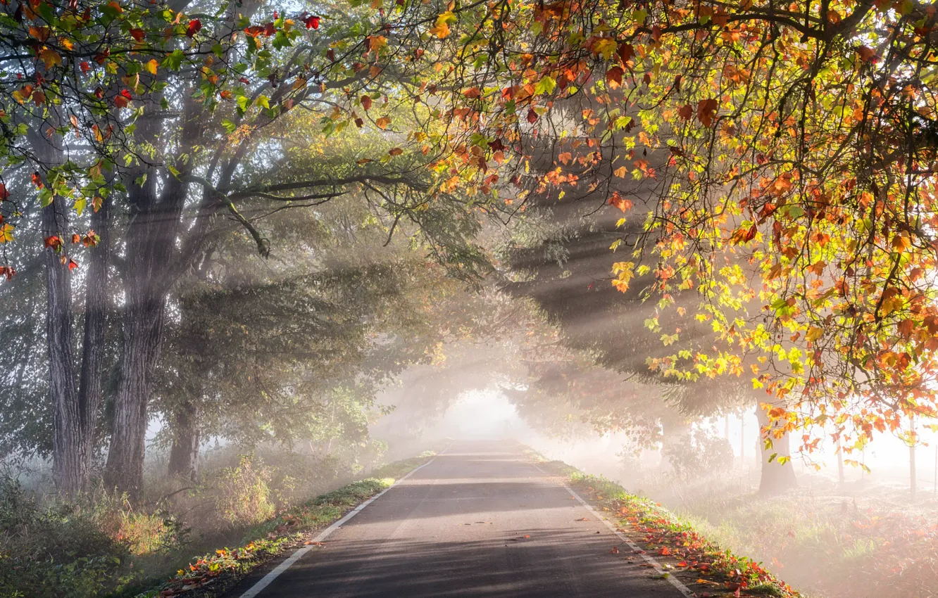 Фото обои дорога, осень, свет, деревья, природа, листва, утро, дымка