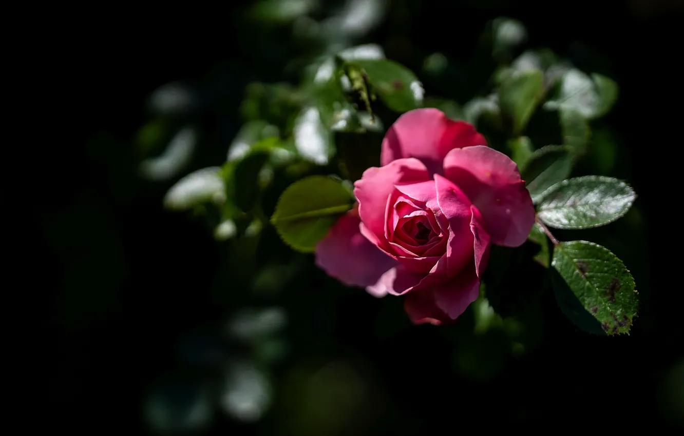 Фото обои цветок, листья, свет, розовая, роза, сад, черный фон, боке