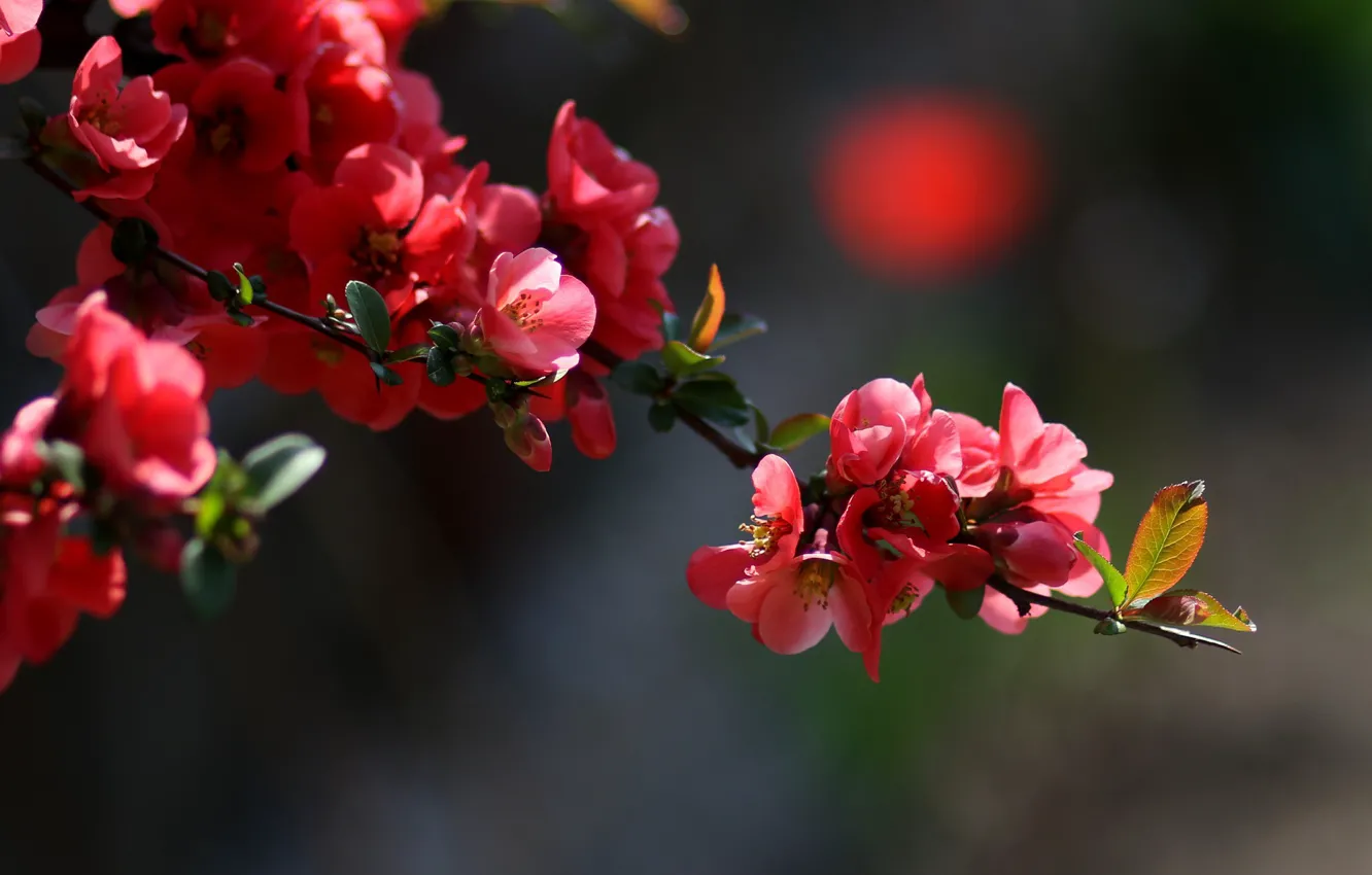 Фото обои ветка сакуры, цветение весной, размытость боке