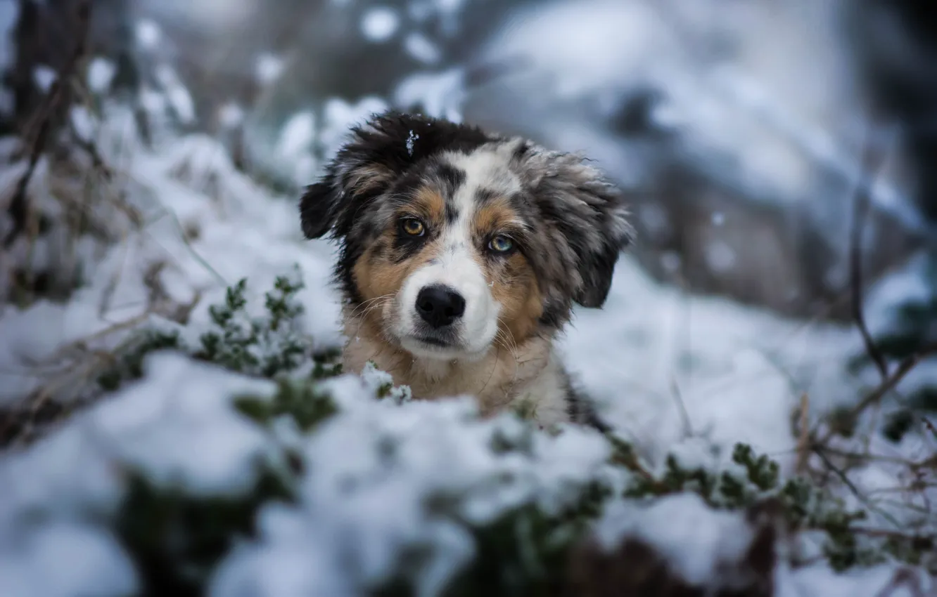 Фото обои зима, взгляд, снег, собака, щенок, мордашка, пёсик, Австралийская овчарка