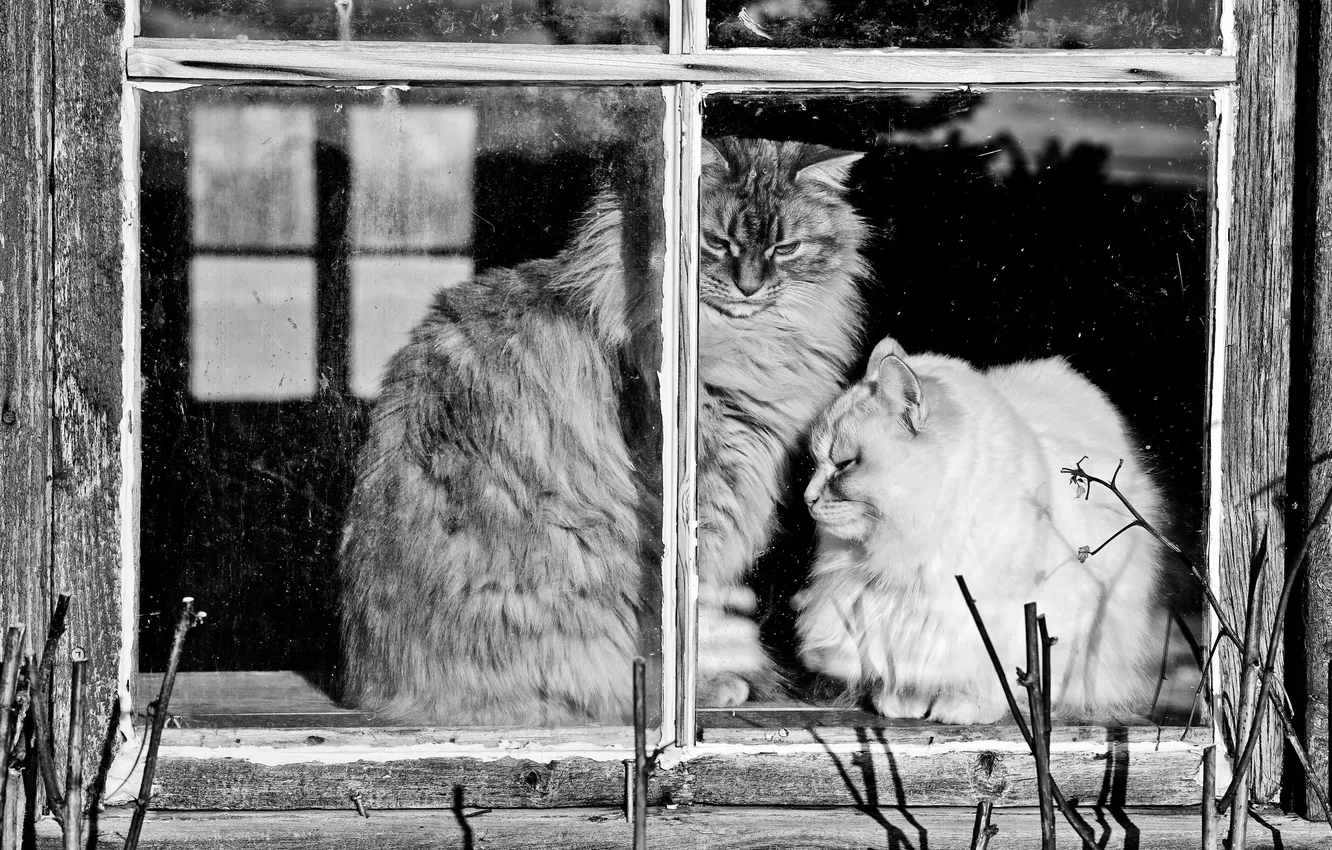 Фото обои стекло, кошки, рама, окно