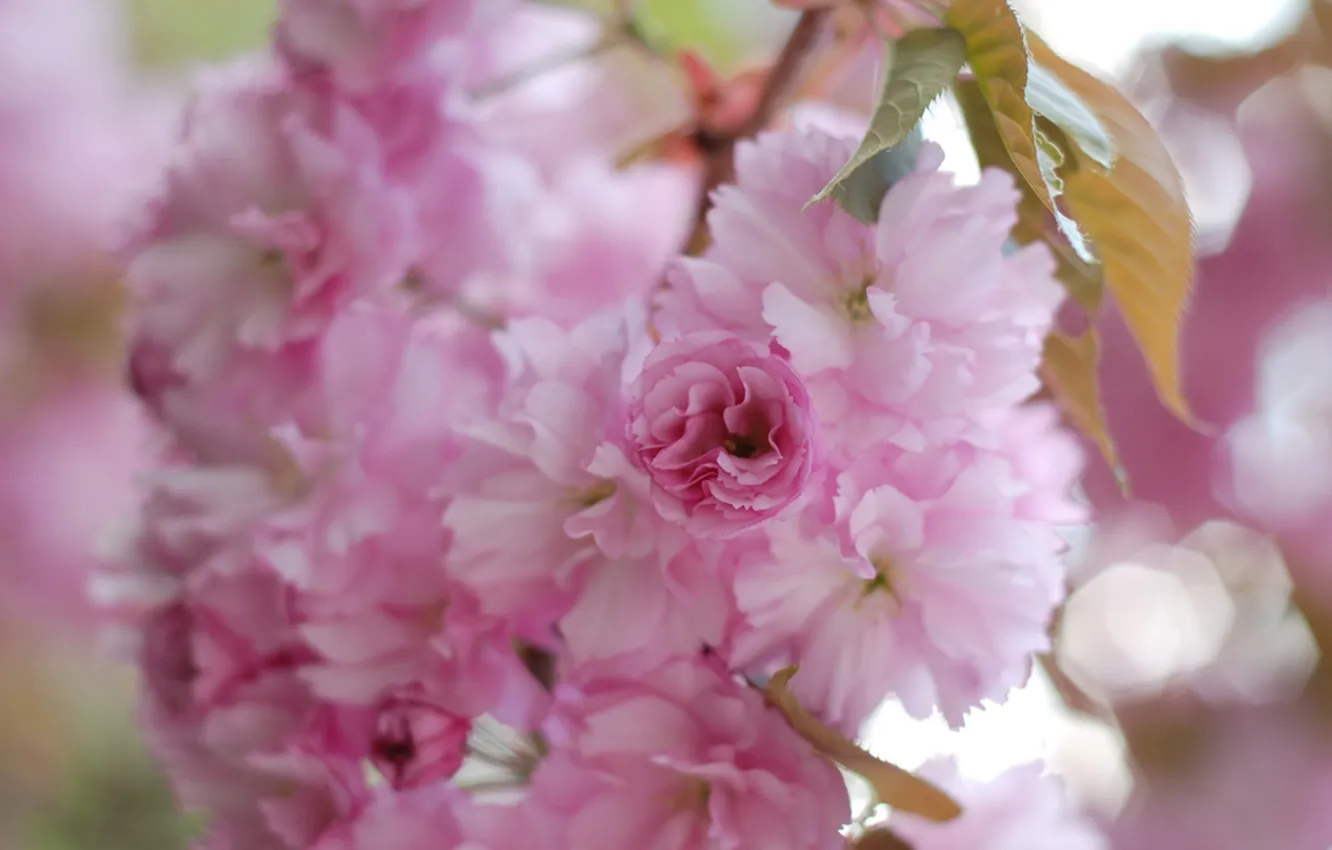 Фото обои макро, цветы, весна, лепестки, размытость, сакура, розовые
