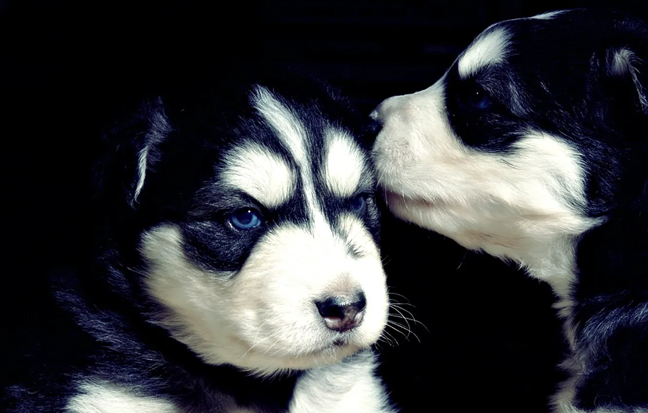 Фото обои чёрный, щенки, хаски, cute, puppies