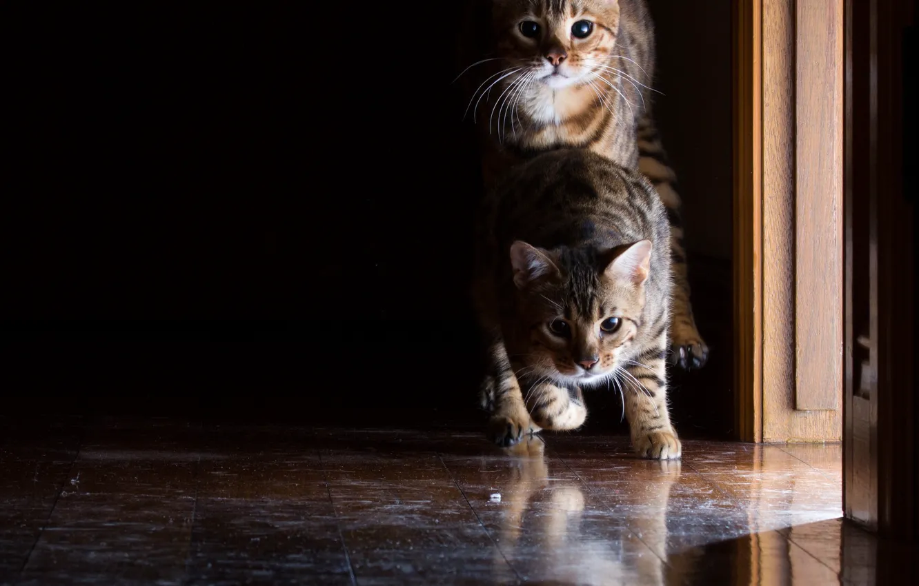 Фото обои прыжок, коты, котейки, две кошки