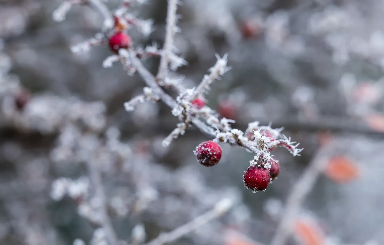 Фото обои холод, зима, макро, снег, ягоды, веточка, лёд, изморозь