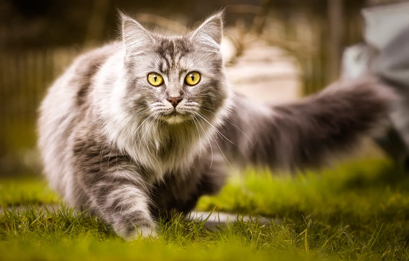 Фото обои кошка, трава, кот, природа, серый, пушистый, хвост, прогулка