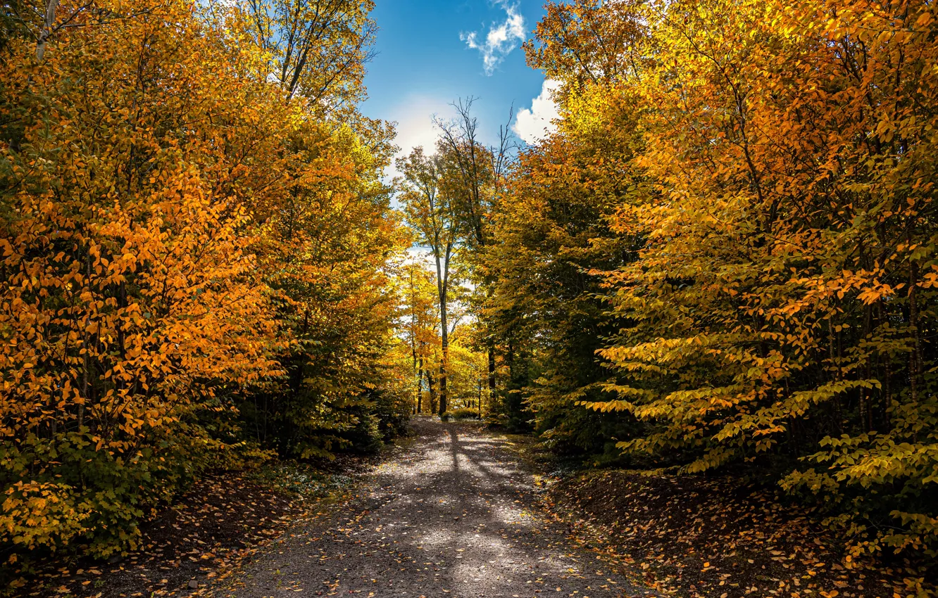 Фото обои осень, листья, солнце, деревья, парк, жёлтые